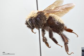 Media type: image;   Entomology 812107 Description: Specimen documentation photo of habitus lateral viewfrom specimen MCZ:Ent:812107, captured on2024-12-16;  Aspect: habitus lateral view